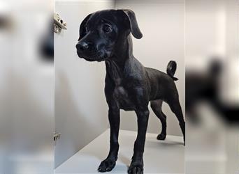 Leila, entzückenes Pinscher-Mops-Mix Mädel wird nicht mehr gewollt