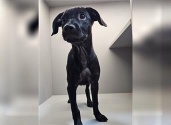 Leila, RESERVIERT entzückenes Pinscher-Mops-Mix Mädel wird nicht mehr gewollt