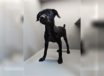 Leila, entzückenes Pinscher-Mops-Mix Mädel wird nicht mehr gewollt