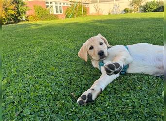 Labradorwelpe Rocky