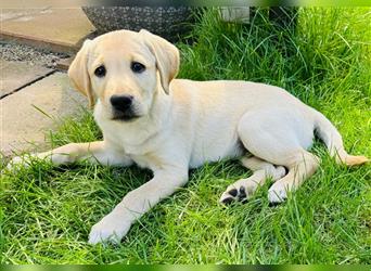 Labradorwelpe Rocky