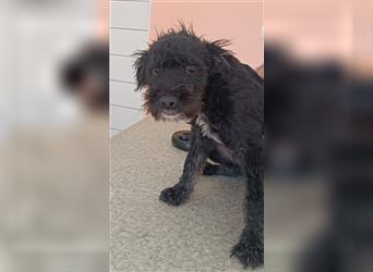 Dexter Welpe Schnauzer Mischling Rüde Junghund sucht Zuhause oder Pflegestelle