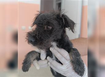 Dexter Welpe Schnauzer Mischling Rüde Junghund sucht Zuhause oder Pflegestelle