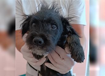 Dexter Welpe Schnauzer Mischling Rüde Junghund sucht Zuhause oder Pflegestelle