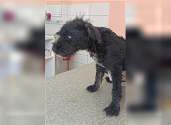 Dexter Welpe Schnauzer Mischling Rüde Junghund sucht Zuhause oder Pflegestelle