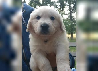 Reinrassige Golden Retriever Welpen suchen neues Zuhause