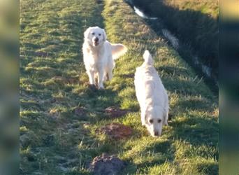 Reinrassiger Golden Retriever Welpe (1 Rüde) sucht noch ein neues Zuhause