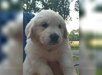 Reinrassiger Golden Retriever Welpe (1 Rüde) sucht noch ein neues Zuhause