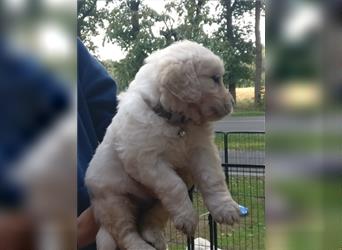 Reinrassige Golden Retriever Welpen suchen neues Zuhause