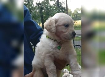 Reinrassige Golden Retriever Welpen suchen neues Zuhause