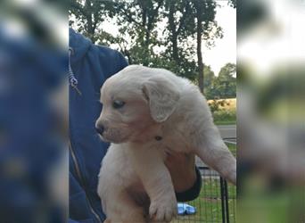 Reinrassige Golden Retriever Welpen suchen neues Zuhause