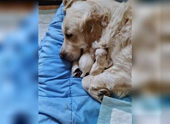 Reinrassiger Golden Retriever Welpe (1 Rüde) sucht noch ein neues Zuhause