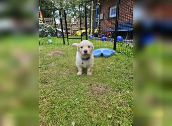 Reinrassige Golden Retriever Welpen suchen neues Zuhause