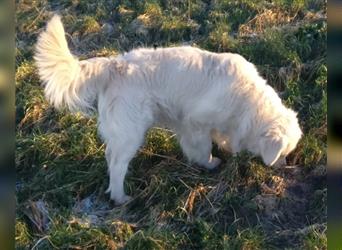 Reinrassiger Golden Retriever Welpe (Rüde) sucht neues Zuhause