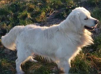 Reinrassiger Golden Retriever Welpe (Rüde) sucht neues Zuhause