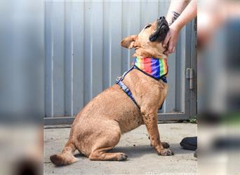 Remény - Shar Pei Mischlingsliebhaber aufgepasst!