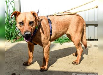 Remény - Shar Pei Mischlingsliebhaber aufgepasst!