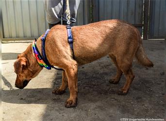 Remény - Shar Pei Mischlingsliebhaber aufgepasst!