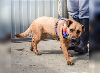 Remény - Shar Pei Mischlingsliebhaber aufgepasst!