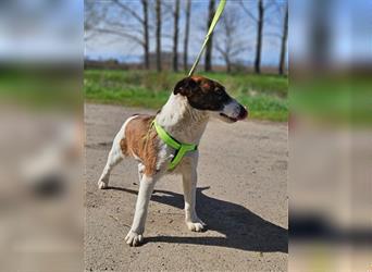 Loki - bewegungsfreudig und neugierig