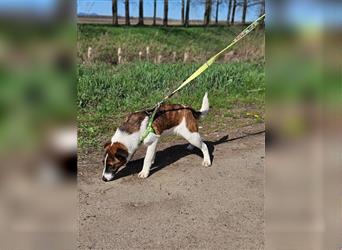 Loki - bewegungsfreudig und neugierig