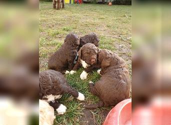 Lagotto Romagnolo welpen