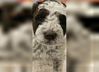 Lagotto Romagnolo welpen