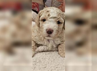 Lagotto Romagnolo welpen