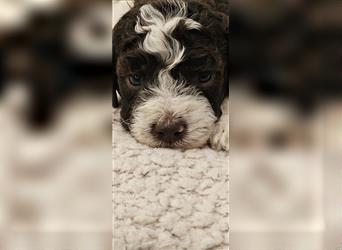 Lagotto Romagnolo welpen