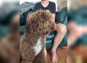 Lagotto Romagnolo welpen