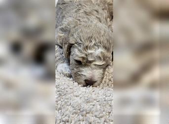 Lagotto Romagnolo welpen