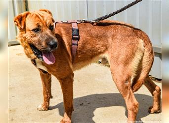 Anubis  - geselliger Shar Pei Mischlingsrüde sucht seine Familie