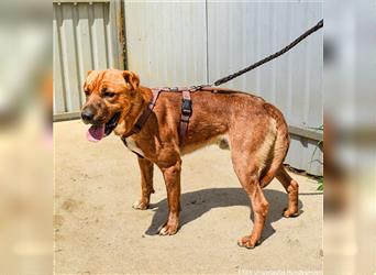 Anubis  - geselliger Shar Pei Mischlingsrüde sucht seine Familie