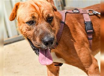 Anubis  - geselliger Shar Pei Mischlingsrüde sucht seine Familie