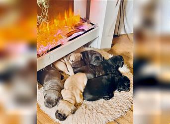 Supersüße Französische Bulldoggenwelpen