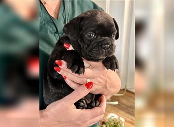 Supersüße Französische Bulldoggenwelpen