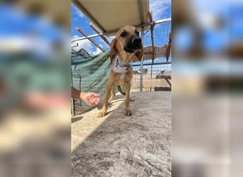 Luna - Segugio Italiano Welpe sucht Liebhaber