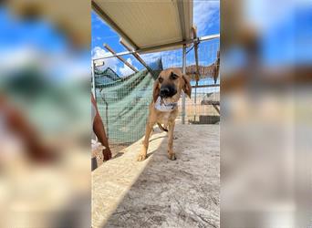 Luna - Segugio Italiano Welpe sucht Liebhaber