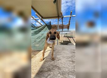 Luna - Segugio Italiano Welpe sucht Liebhaber