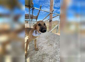 Luna - Segugio Italiano Welpe sucht Liebhaber