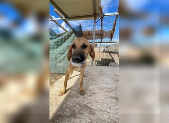 Luna - Segugio Italiano Welpe sucht Liebhaber