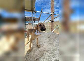 Luna - Segugio Italiano Welpe sucht Liebhaber