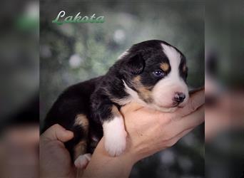 Traumhafte Australian Shepherd Welpen