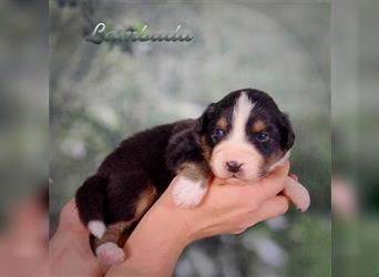 Traumhafte Australian Shepherd Welpen