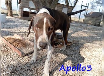 Apollo3 02/2020 (GR) - ausgeglichener, hübscher Pointer-Mix sucht Zuhause!