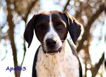 Apollo3 02/2020 (GR) - ausgeglichener, hübscher Pointer-Mix sucht Zuhause!