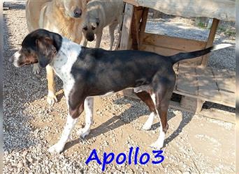 Apollo3 02/2020 (GR) - ausgeglichener, hübscher Pointer-Mix sucht Zuhause!