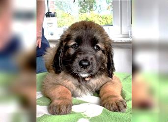 Leonberger Welpen mit Ahnentafel