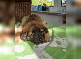 Leonberger Welpen mit Ahnentafel