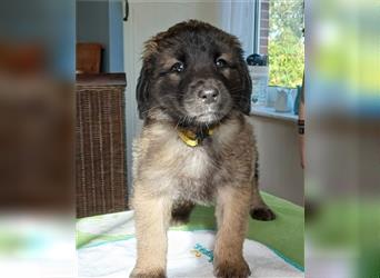 Leonberger Welpen mit Ahnentafel